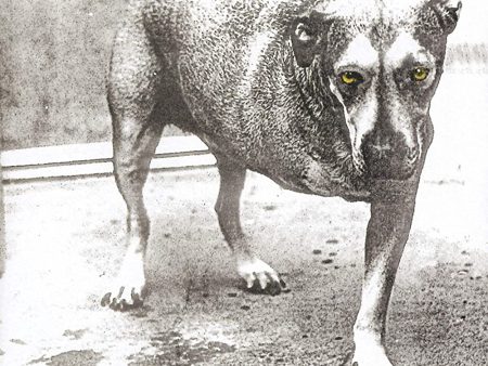 Alice In Chains - Alice In Chains (CD) Cheap